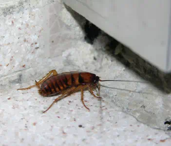 10 facts you did not know about cockroaches