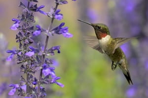 3 ways to keep ants out of your hummingbird feeder