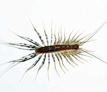 4 interesting facts about house centipedes