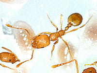 5 natural ways to get rid of ants