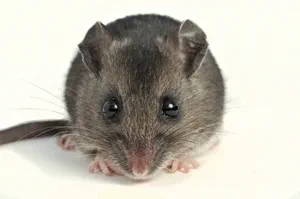 House Mouse