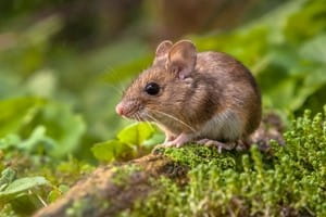 An autumn guide for rodent management