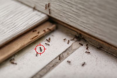 Ant Problem With Spring Spring Ants in the Home: What Homeowners Should Know