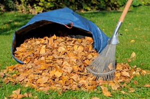 Are your leaf piles bringing pests to your yard