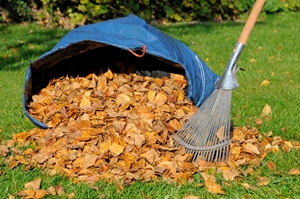 Are Your Leaf Piles Bringing Pests To Your Yard