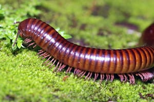 Avoid a millipede infestation