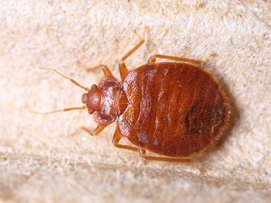 Bed bug prevention tips for your spring break trip