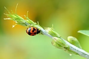 Beneficial garden insects Part 1
