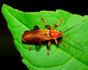 Beneficial garden insects Part 2