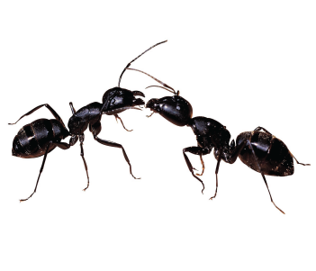 Best tips to save your food from ants and other pests