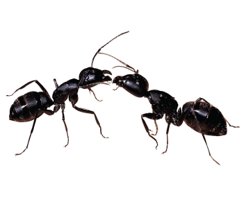Best tips to save your food from ants and other pests