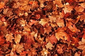 Branch Office Pests Moving from Trees to Your Home This Fall