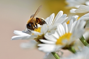 Bumble bees vs carpenter bees