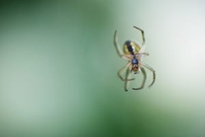 Business owners face tough task when spiders are around