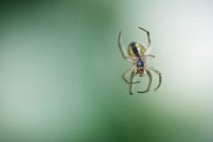 spider