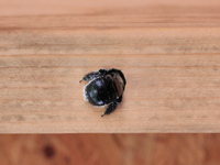 Call the pest professionals to deal with difficult carpenter bees