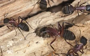 Carpenter ant control and prevention