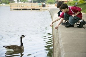 Climate change and pest problems - Canada geese