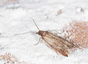 Clothing moth prevention tips