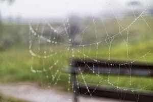 Common pests to look out for this summer