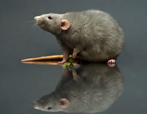 Cooler weather can draw rodents indoors