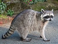 Diseases you can contract from raccoons