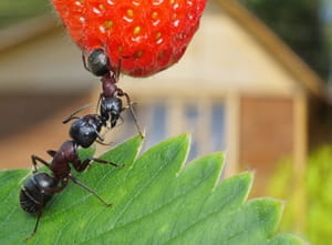 Do not let ants and other pests overrun your summer activities