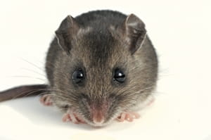 Do not let deer mice damage your home