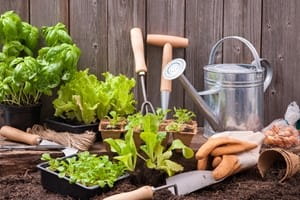 Easy tips for keeping pests out of your garden