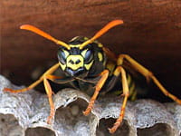 Easy ways to avoid wasp and hornet stings
