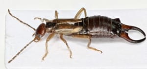 earwig