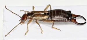 Everything you need to know about earwig home pest control