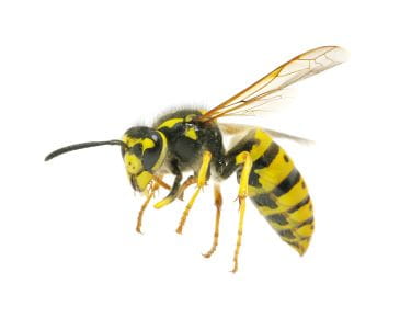 Yellow Jacket