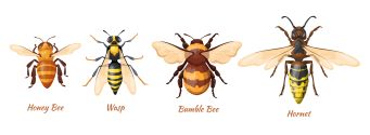 Bees and wasps