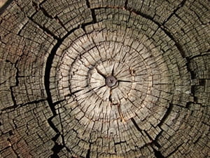 Give carpenter ants fewer chances to invade your property