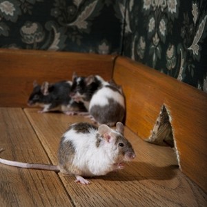 Health hazards you can develop from rodents