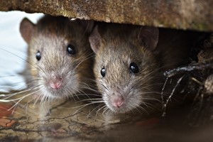 How destructive can rats really be