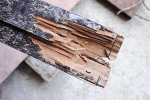 How preventative pest control can save you money