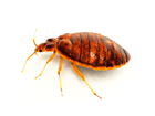 How should landlords handle a bed bug infestation
