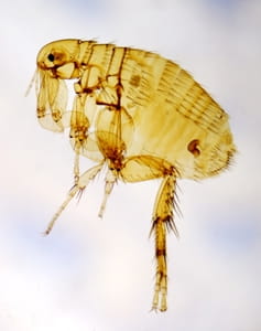 How to deal with fleas in your rental home