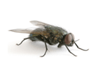 How to get rid of flies in your rental home