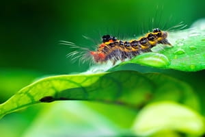 How to help lower number of invasive pests in your green areas