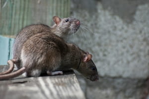 How to keep mice and rats out of your yard