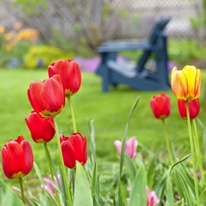 How to keep pests away from flower beds
