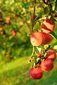 How to keep pests off fruit trees
