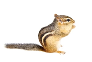 How to keep pests out of your crawl space