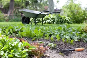 How to keep stink bugs off your tomato plants