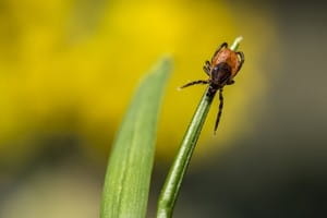 How to keep yourself safe from ticks