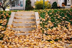 How to prepare your lawn for autumn