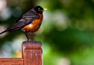 How to prevent birds from nesting on your porch